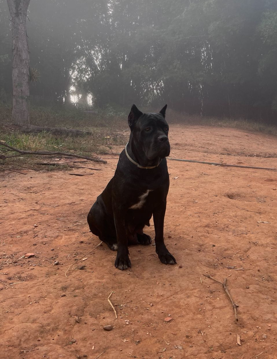Canil Coração de Quatro Patas - Ambiente familiar