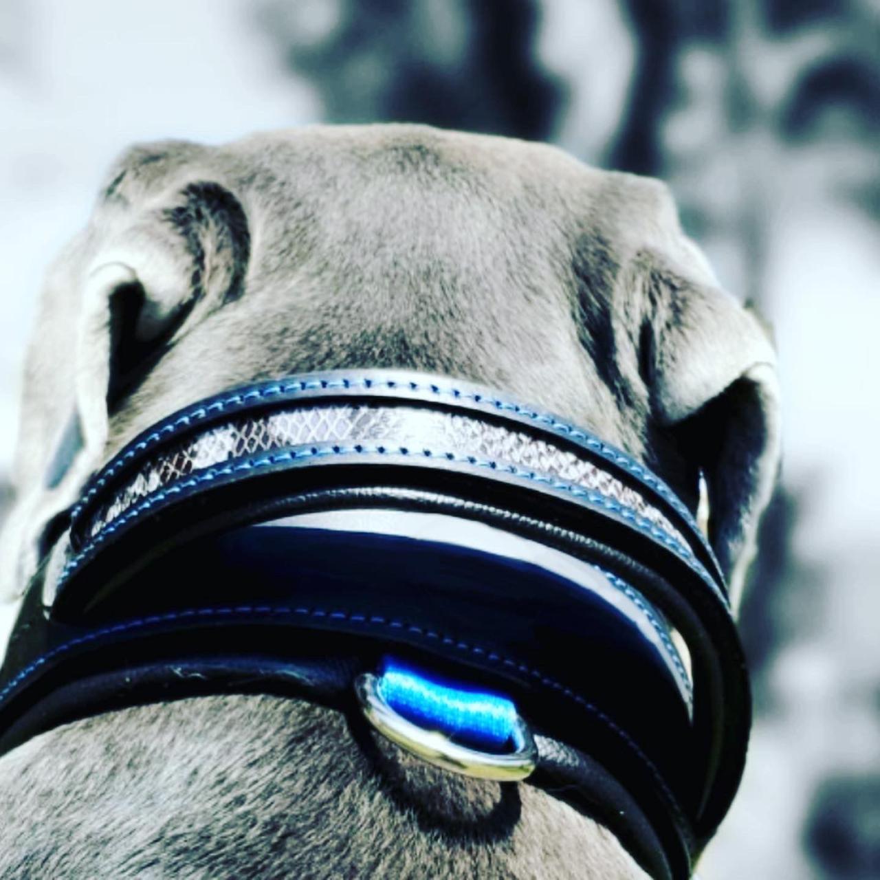 Coleiras de couro premium para cães