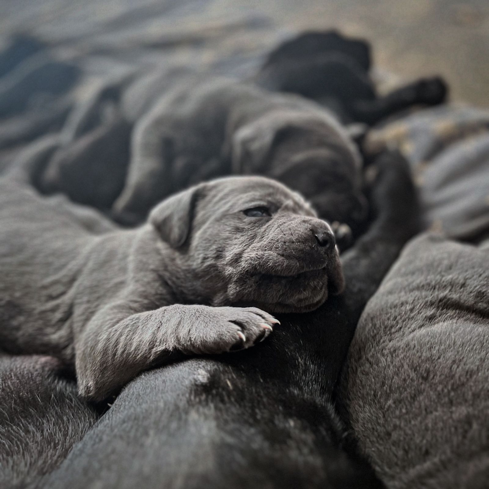 Filhotes Corsos brincando