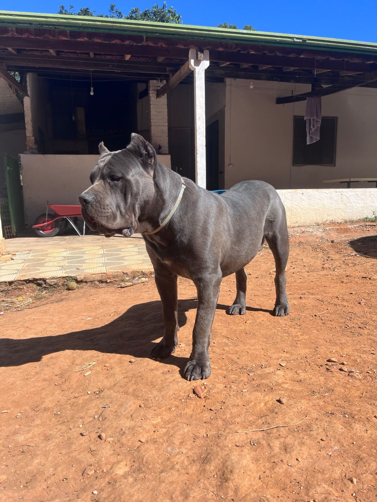 Canil Coração de Quatro Patas - Ambiente familiar